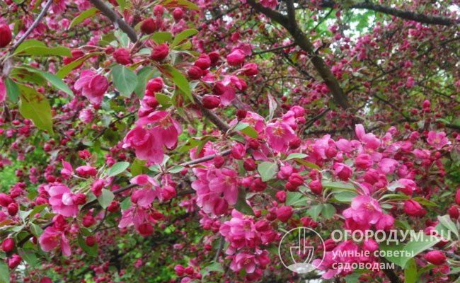 В период цветения яблоня выглядит очень эффектно благодаря красным бутонам и ярко-розовым цветкам